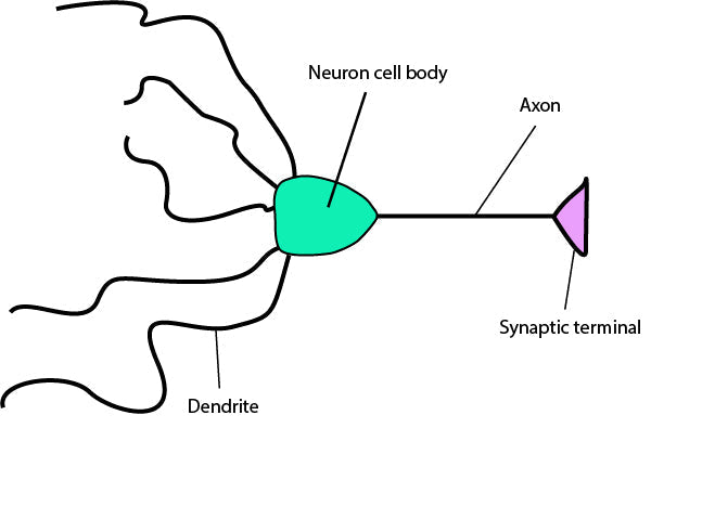 The science of tea in your brain and body